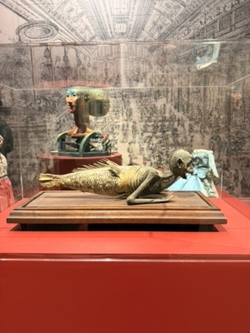 A glass vitrine holding the dried, mummified-looking Feejee Mermaid on a wooden base, with a painted mechanical head behind it and an engraving of a crowded hall on the wall